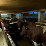 Kühe im Stall, Bio-Bauernhof GrillHias